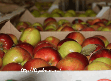хранение яблок и груш